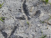 IMG 5998c  (Florida) Sandhill Crane (Antigone canadensis pratensis) - tracks